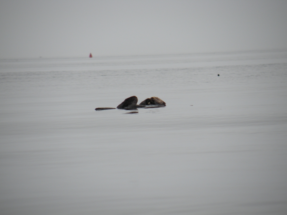 Un couple de loutres de mer flottant en pleine eau.