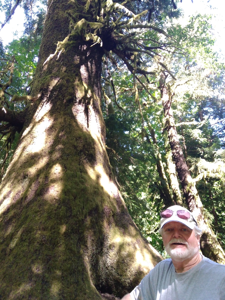 Grand arbre dans une forêt avec la lumière du soleil filtrant à travers les feuilles.