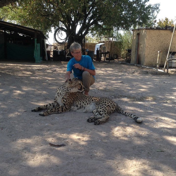 Personne caressant un guépard en plein air.