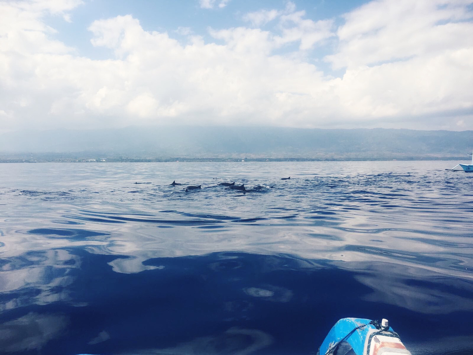 Dolphins swimming in the ocean.