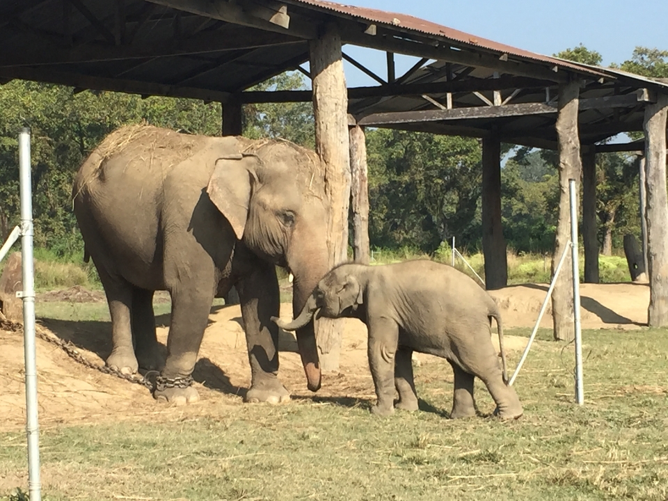 Éléphants dans un enclos entouré de verdure.
