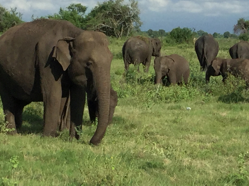 Herd of elephants grazing in the wild.