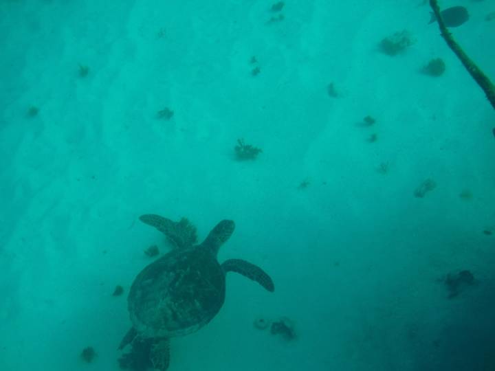 Underwater view of a turtle swimming.