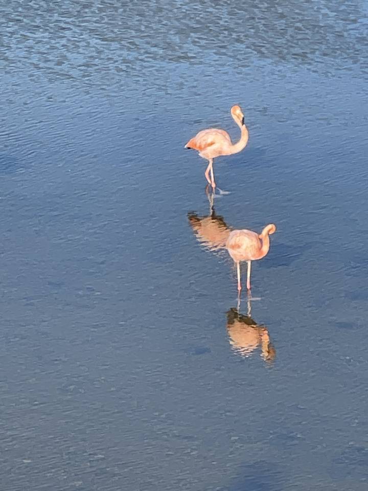 Deux flamants roses debout dans l'eau, créant un reflet.