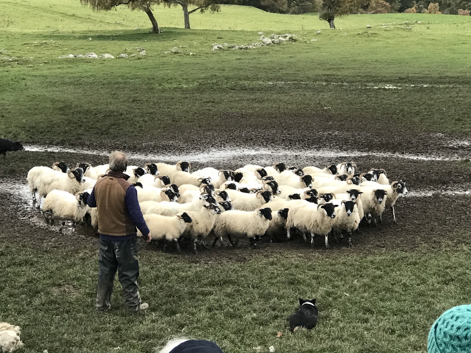 Personne gardant des moutons dans un champ boueux.