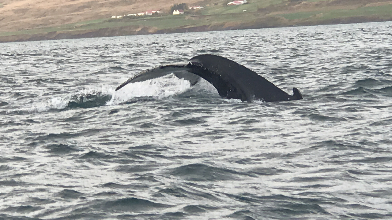 Whale tail emerging from the ocean, visible shoreline.