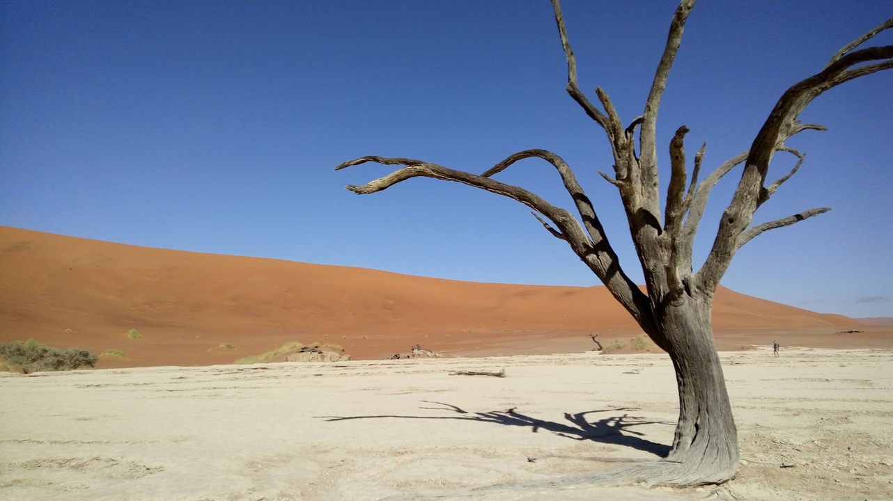 Paysage désertique avec un arbre mort sous un ciel bleu lumineux.