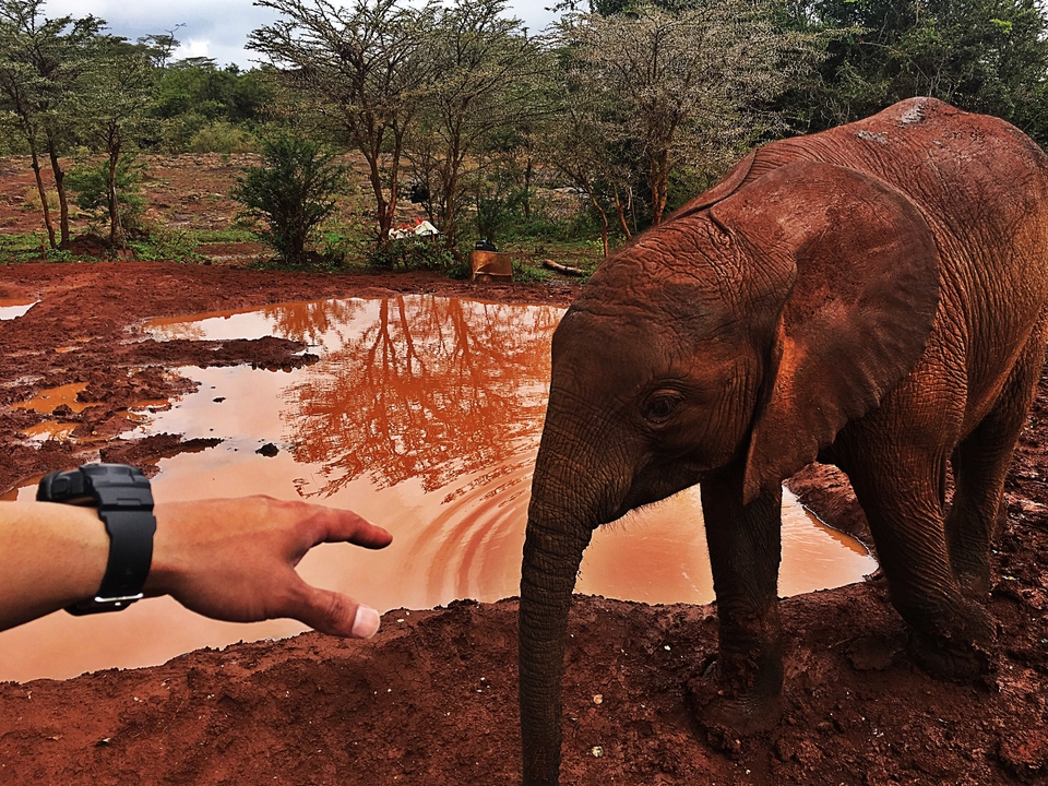 Homme tendant la main à un éléphanteau au bord d'une mare boueuse.
