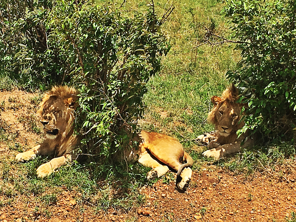 Deux lions se reposant sous un buisson.