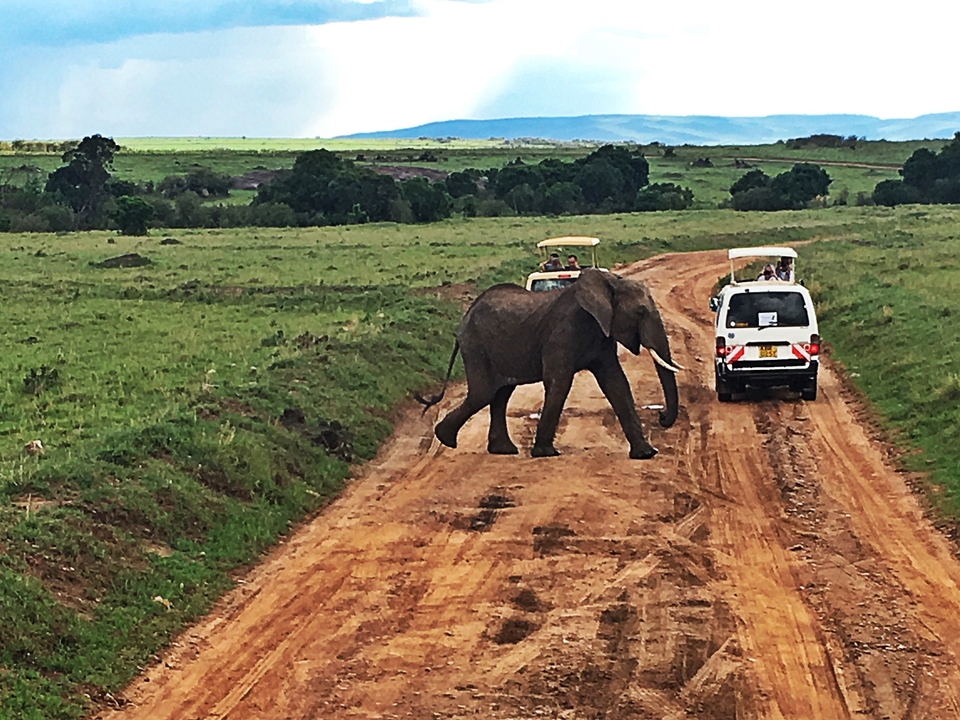 Éléphant traversant devant les véhicules de safari sur une route de terre.