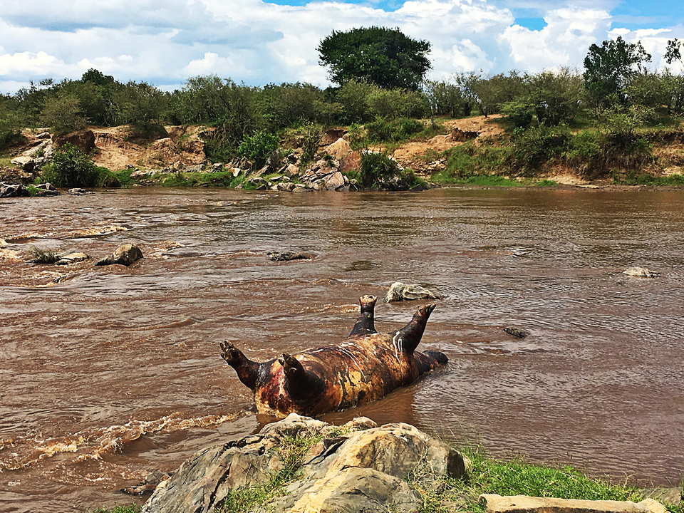 Rivière avec un animal couché sur le dos.