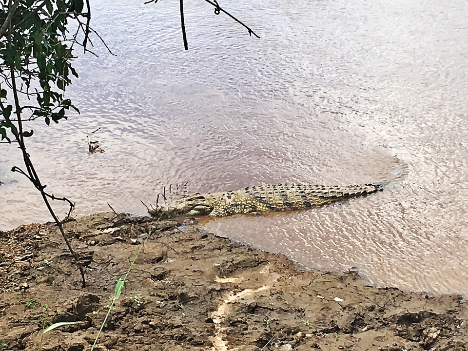 Crocodile partiellement immergé dans une rivière.