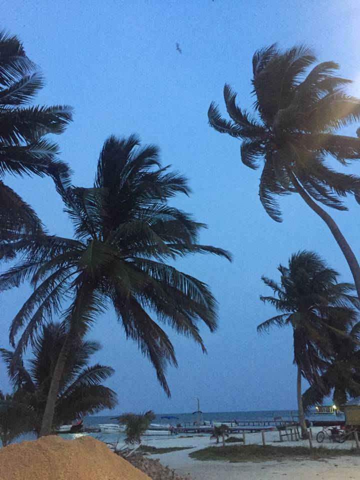Les palmiers se découpent sur le ciel du soir.