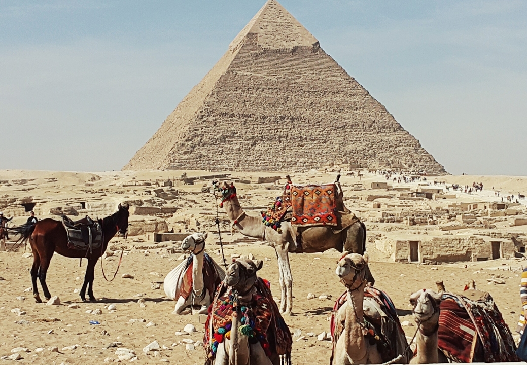Les chameaux se reposent devant les pyramides emblématiques sous un ciel dégagé.
