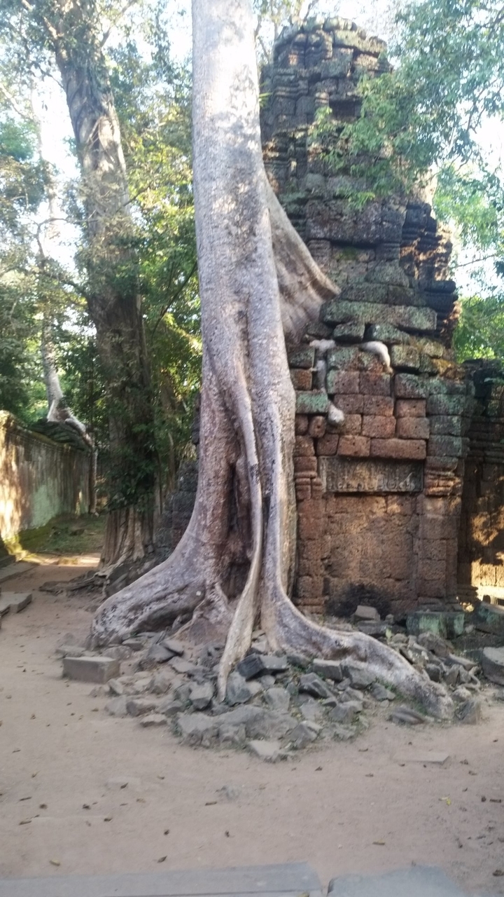 Arbre se confondant avec une ancienne structure en pierre.