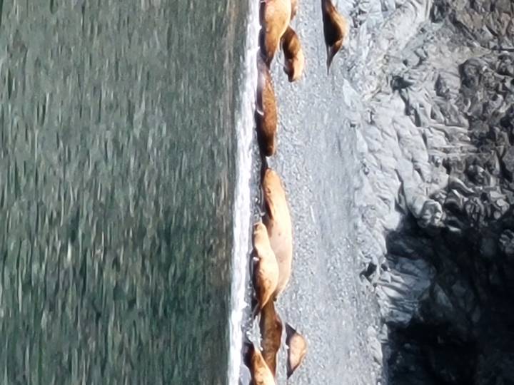 Groupe de phoques se reposant sur une plage rocailleuse.