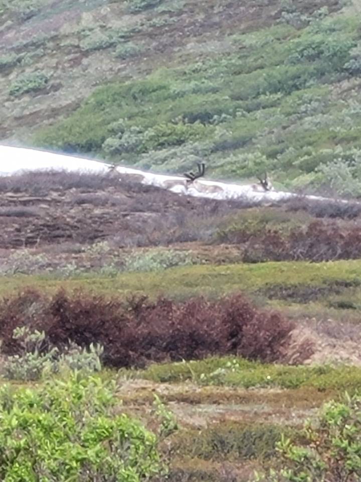 Cascade dans un cadre verdoyant luxuriant.