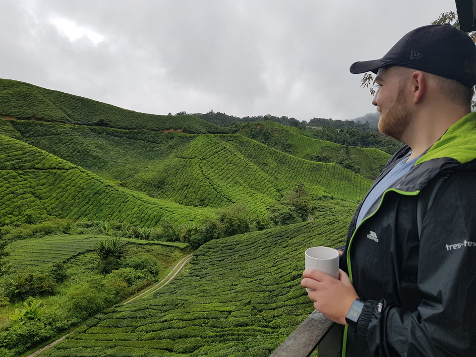 Personne jouissant d'une vue sur les plantations de thé luxuriantes.