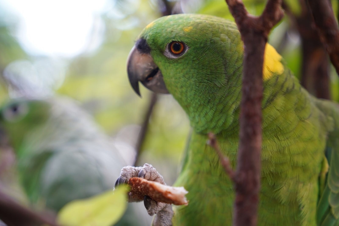 Gros plan d'un perroquet vert parmi les branches.
