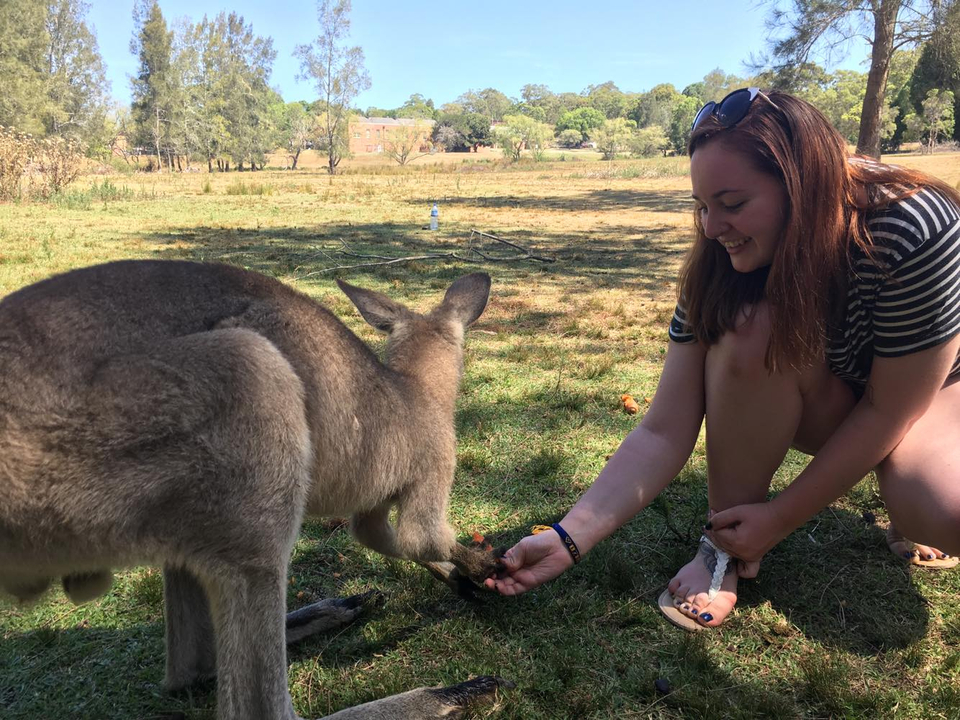 Person feeding a kangaroo in a grassy area.