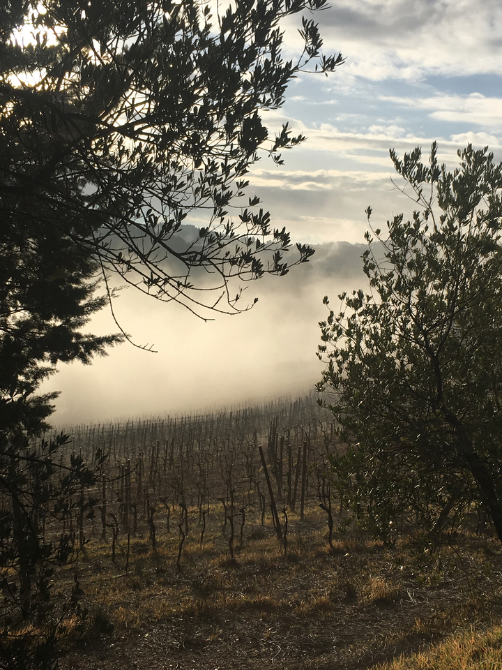 Paysage brumeux de vignobles avec arbres.