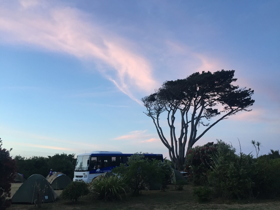 Bus garé près d'un arbre sous un ciel éclatant.