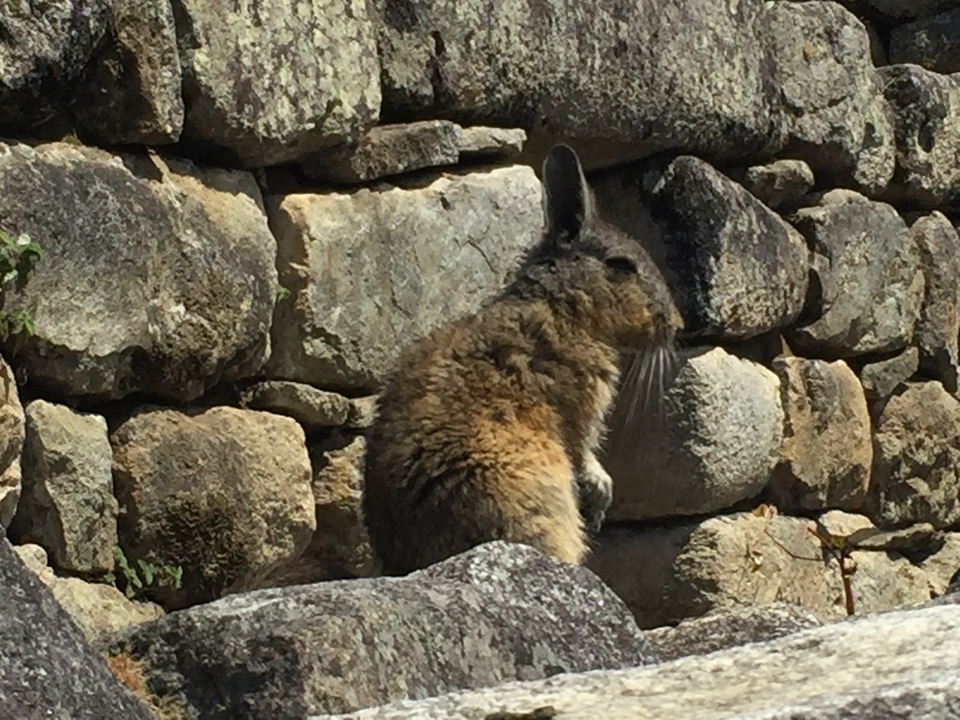 Un petit animal ressemblant à un lapin assis sur des ruines de pierre.