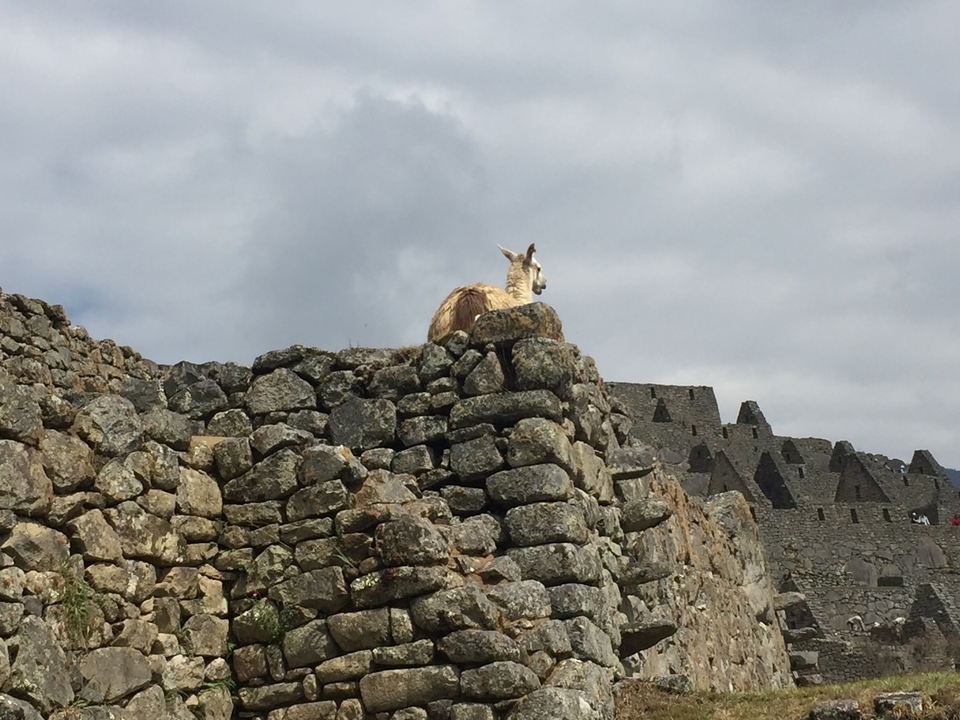 Un lama assis au sommet de ruines de pierre avec des structures anciennes en arrière-plan.