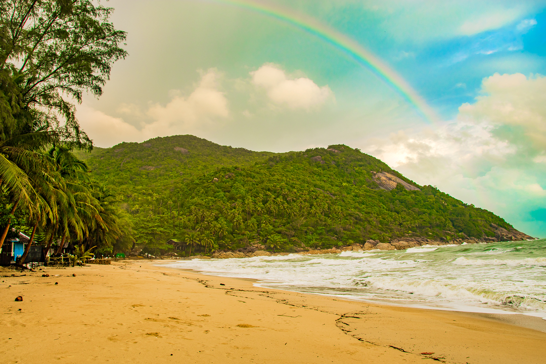 Sandy beach with palm trees and a rainbow in the sky.