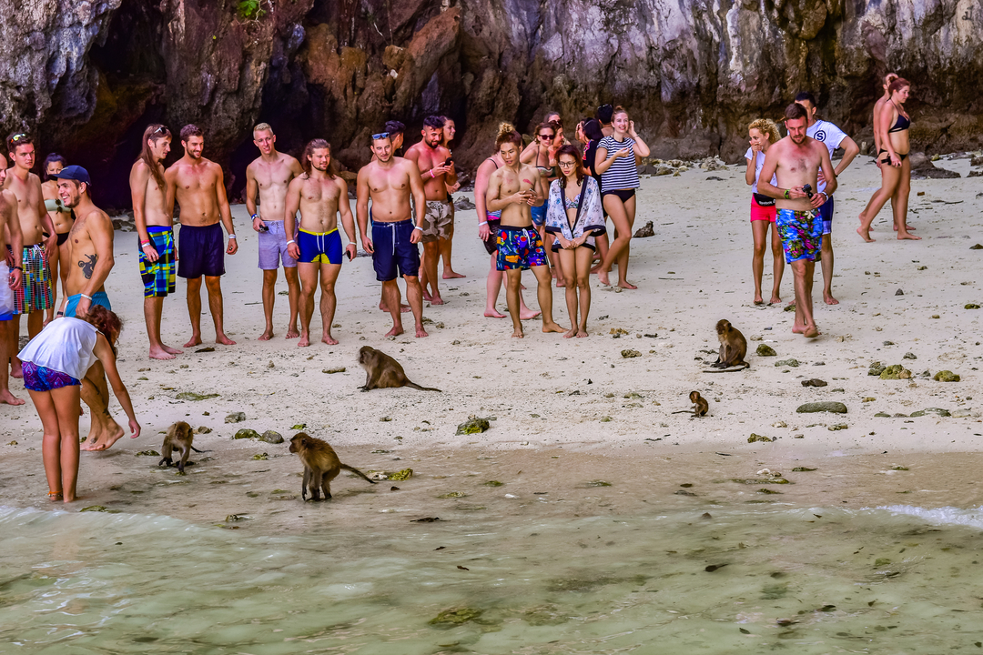 Group of people on a beach with monkeys.