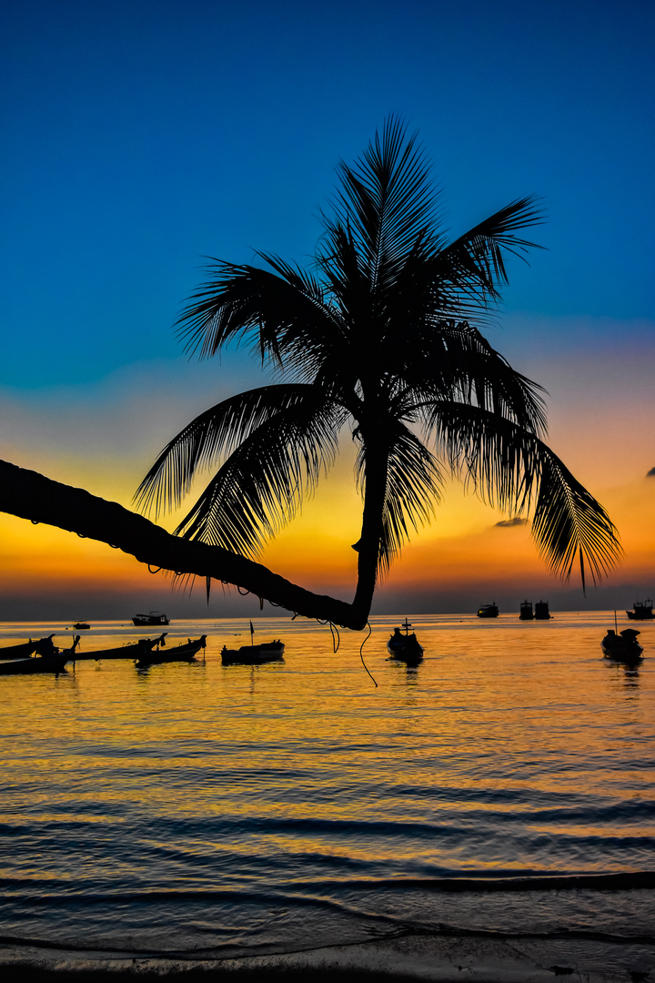 A silhouette of a palm tree with traditional boats on the water at sunset.