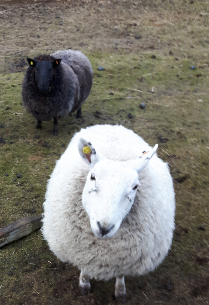 Moutons dans une zone herbeuse regardant l'appareil photo.