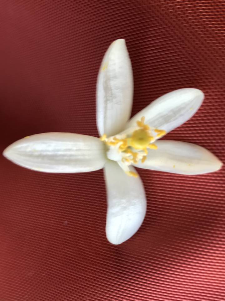 Gros plan d'une fleur blanche sur un arrière-plan contrasté.