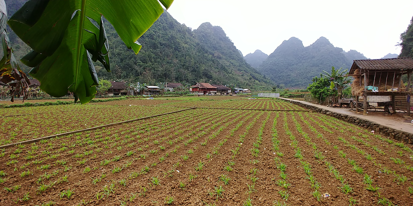 Un champ avec des rangées de plantes et une vue sur les montagnes.