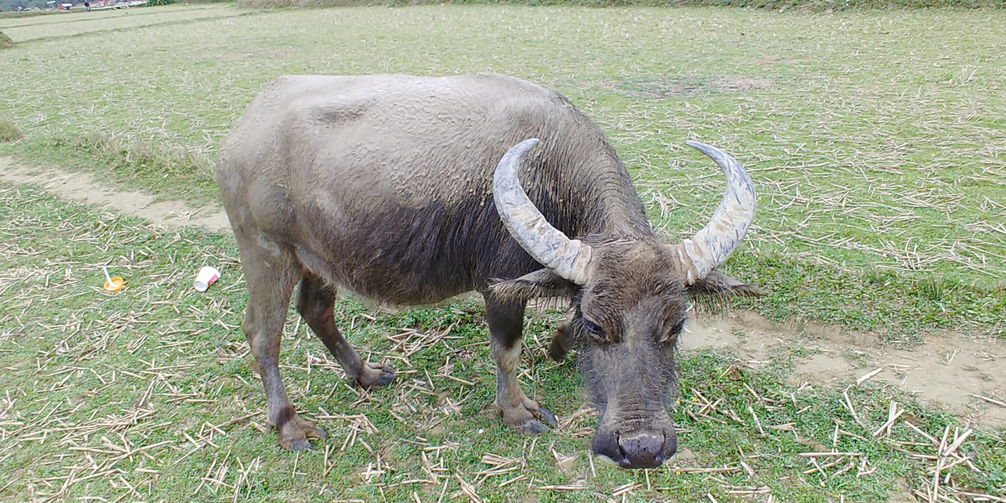 Un buffle debout dans un champ herbeux.
