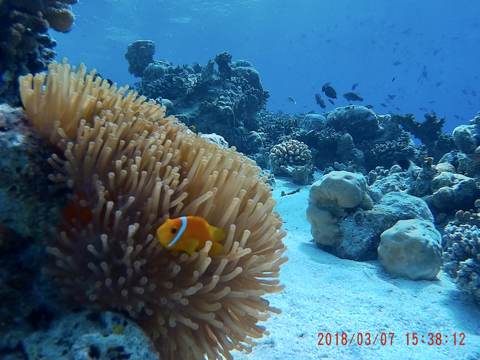 Poissons-clowns colorés nageant parmi les récifs coralliens sous l'eau.