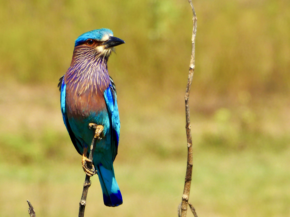 Gros plan d'un oiseau coloré perché sur une brindille.