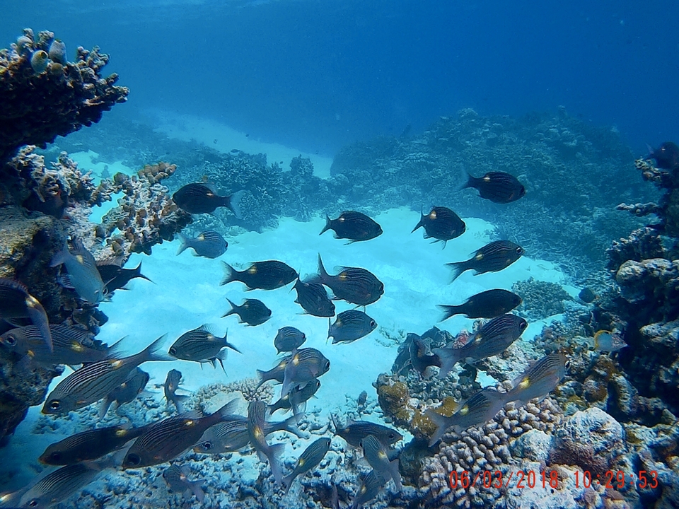 Banc de poissons nageant dans une eau bleue claire au-dessus de récifs coralliens.