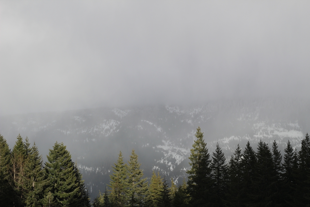 Vue panoramique d'arbres et de montagnes enneigées partiellement visibles sous un ciel nuageux.