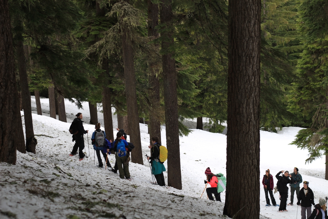 Groupe de personnes marchant sur la neige entre les arbres.