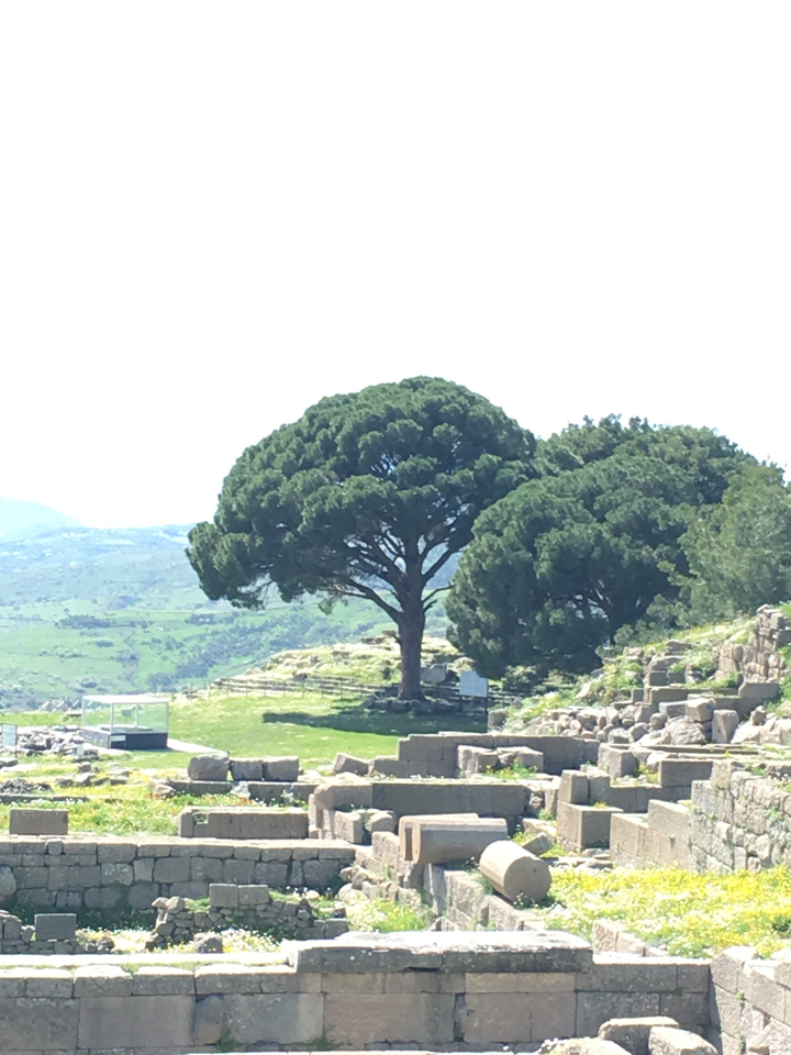Vue panoramique d'un vaste paysage avec un arbre bien visible.