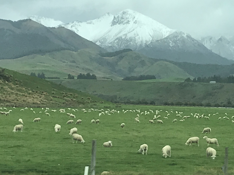 Troupeau de moutons broutant devant des montagnes enneigées.