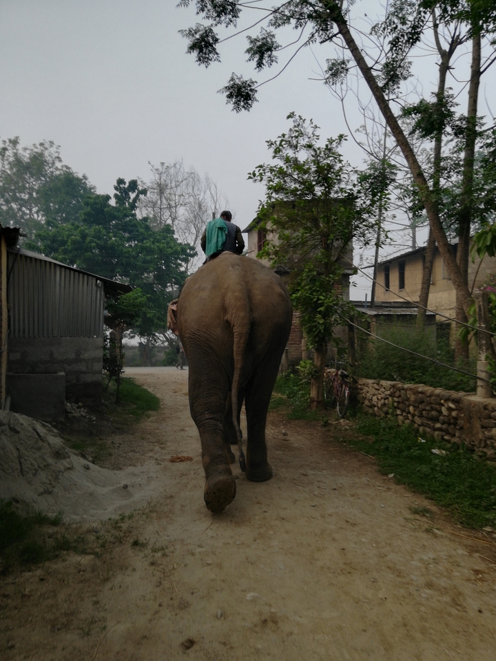 Personne montant un éléphant sur une route de campagne.