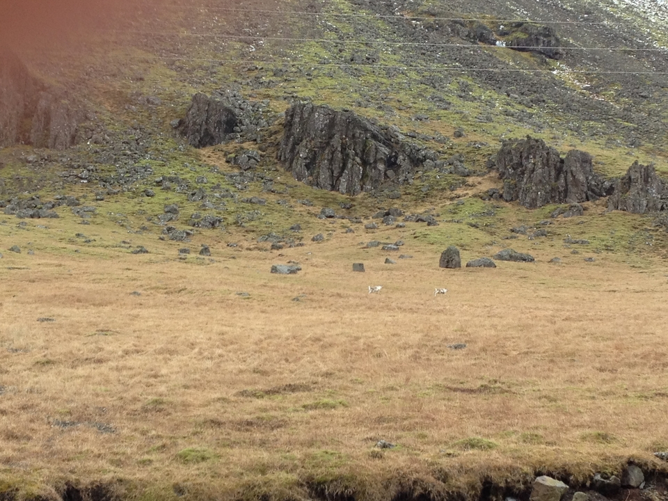 Paysage rocheux avec des zones herbeuses.