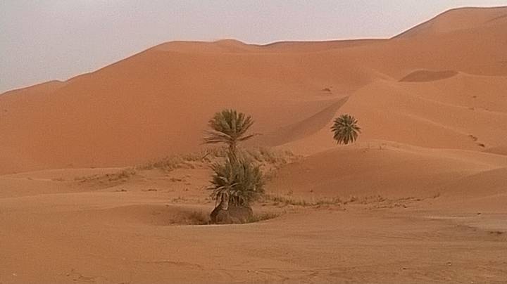 Desert landscape with sand dunes and palm trees.