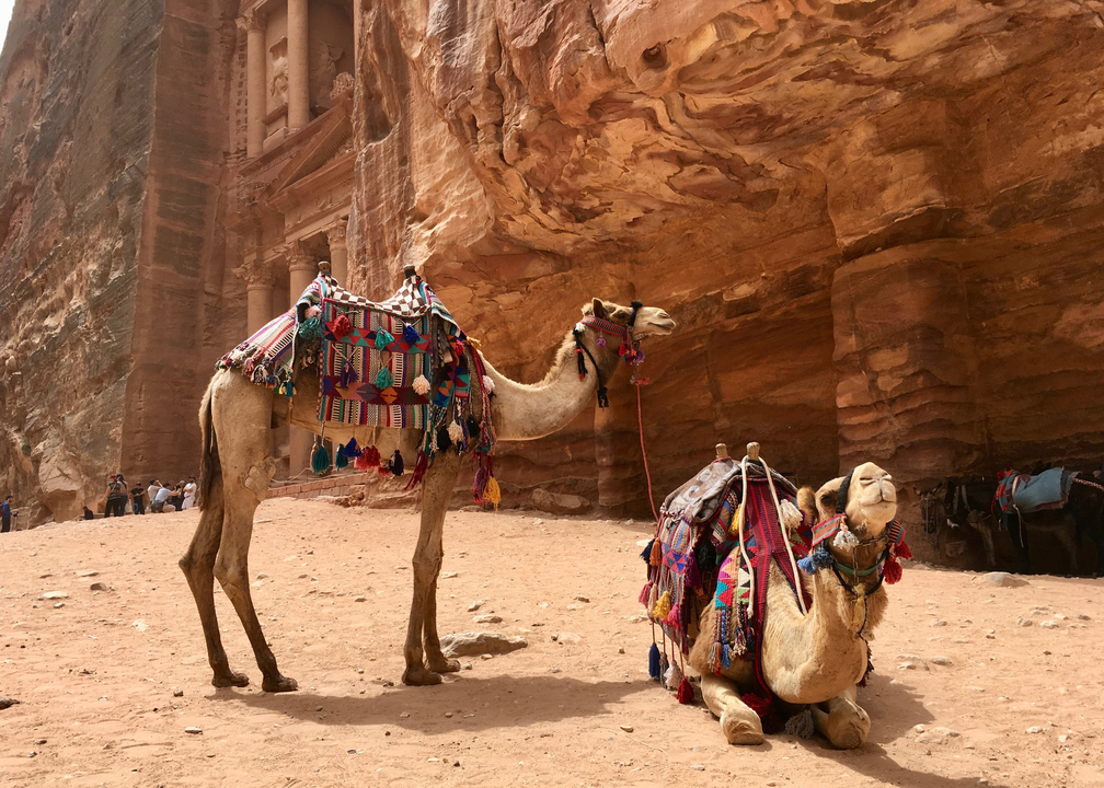 Chameaux et Siq menant au Trésor de Petra.