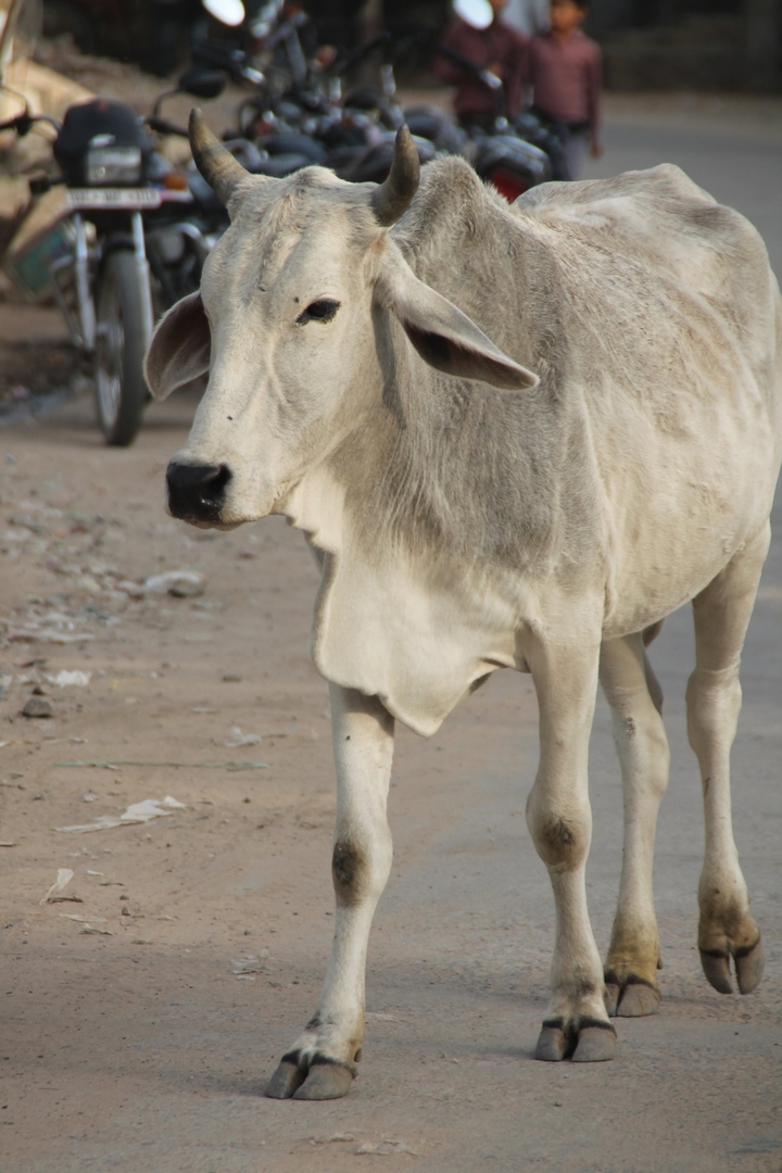 Kuh auf einer Straße im ländlichen Indien.