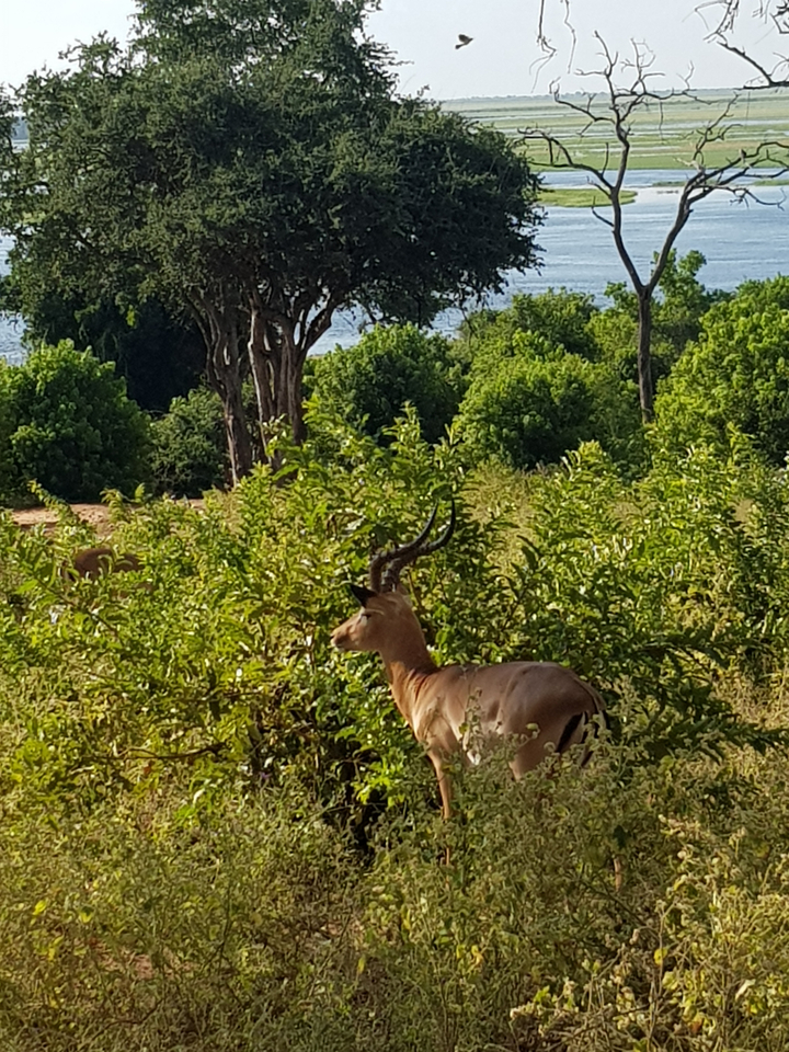 An impala standing among bushes in the wild.