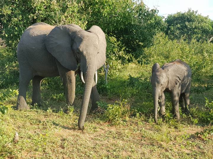 A mother elephant with a calf standing in the bush.