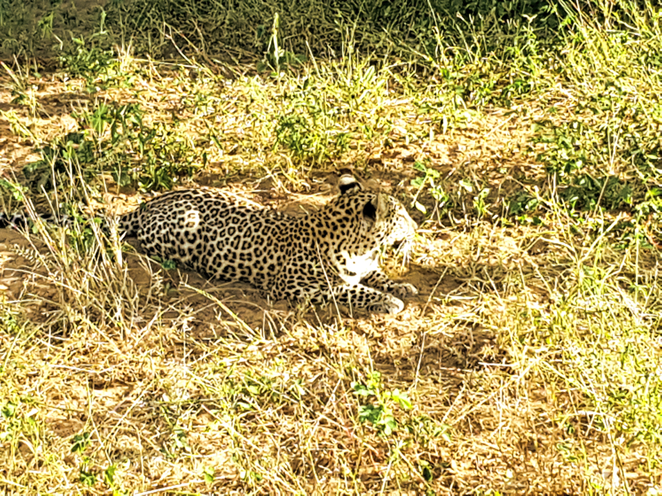 A leopard resting in the grass, camouflaged among the foliage.